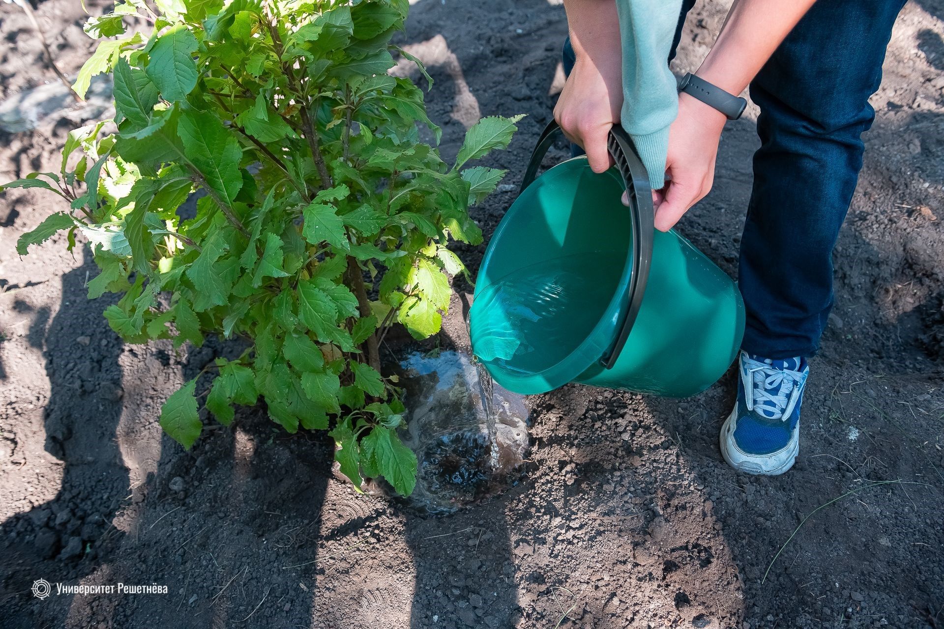 Odoo изображение и текстовый блок